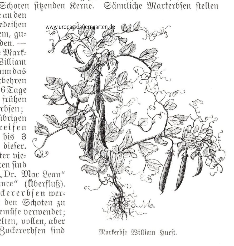 Die Abbildung zeigt eine gezeichnete Pflanze der alten Erbsensorte "William Hurst" an der schon erntereife Schoten sind.