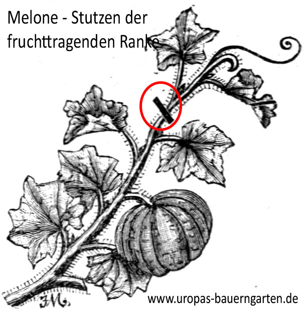 Das Bild zeigt eine Melonenpflanze und an welcher Stelle die fruchttragenden Ranken gestutzt werden