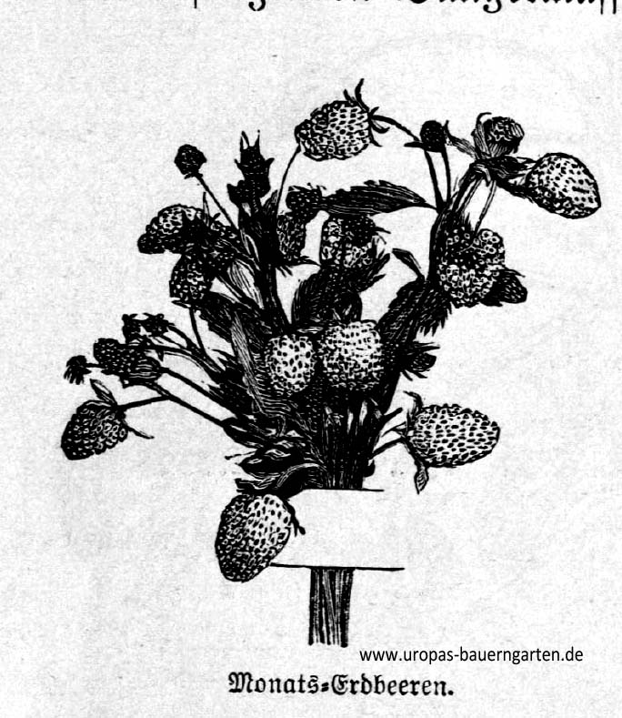 Die schwarz-weiß-Abbildung zeigt Monatserdbeeren.