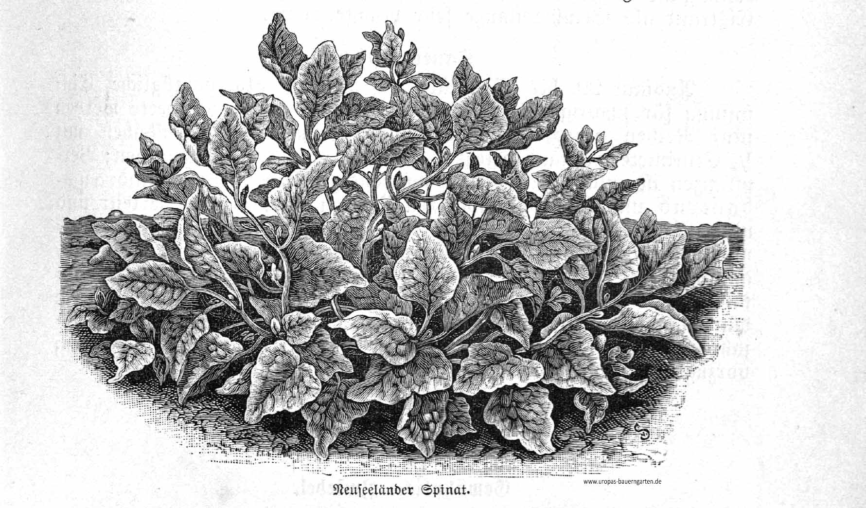 Das Bild zeigt eine detailgetreue Zeichnung von einem Neuseeländer Spinat (lat. Tetragonia tetragonioides)