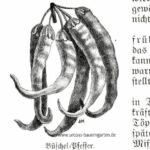 Die Abbildung zeigt reife Chili-Schoten vom Büschel-Pfeffer. Nebendran befindet sich ein Text auf altdeutscher Schrift, der etwas über den Anbau von Chili in Deutschland verrät.