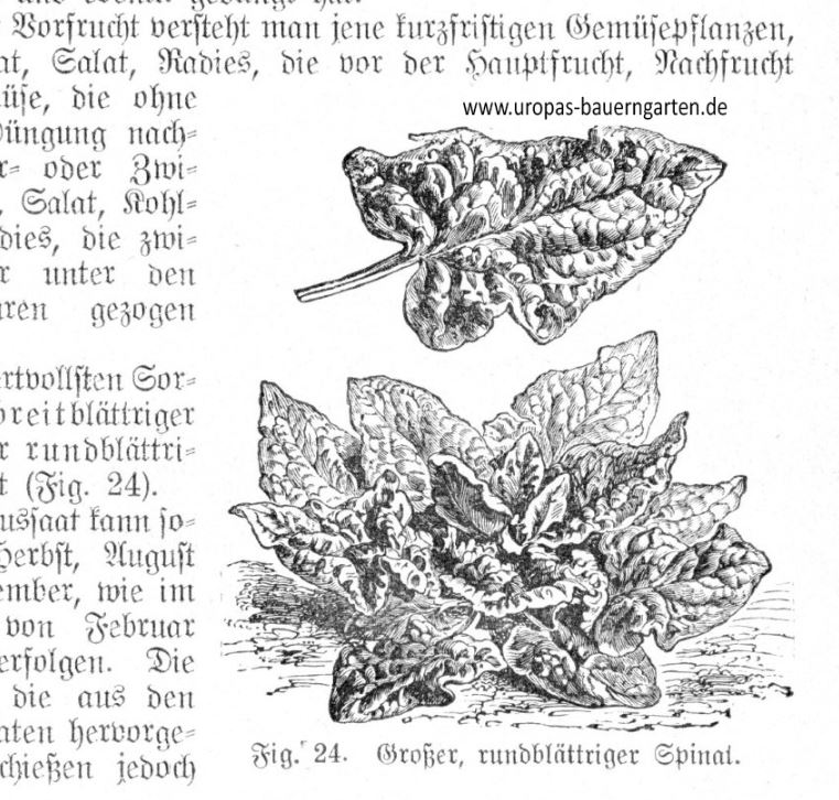 Auf dem Bild ist eine Zeichnung von einem Gartenspinat (lat. Spinacia oleracea) zu sehen