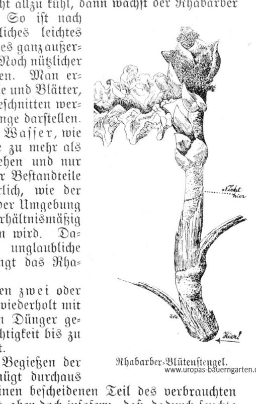 Die Abbildung zeigt ein Stück von einer Rhabarberpflanze und die entsprechende Blüte dazu. Es ist in schwarz-weiß dargestellt und diese Zeichnung stammt aus einem alten Gartenbuch von 1907.