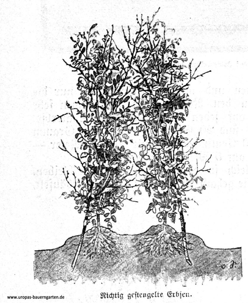 Die Abbildung zeigt etwas größere Erbsenpflanzen (lat. Pisum sativum), die richtig gestengelt bzw. gestützt wurden und nun das Reißig bzw. die Reißer völlig umwachsen haben. So sollte eine gute Erbsenkultur aussehen.