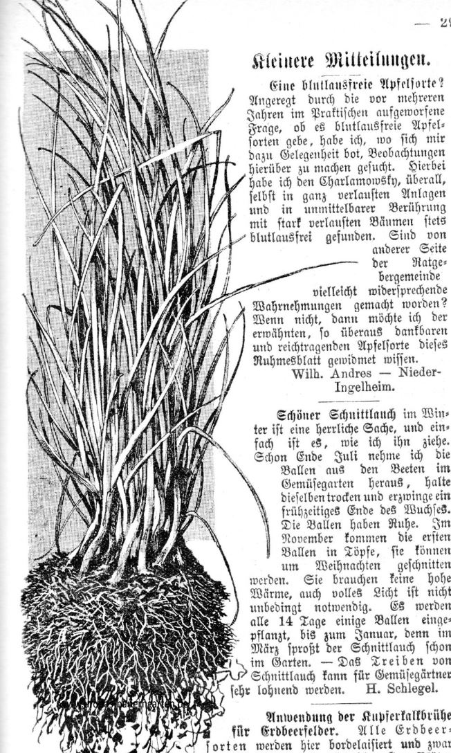 Das Bild enthält eine Abbildung von Schnittlauch (lat. Allium schoenoprasum) und entstammt aus einem alten Gartenmagazin von 1900.