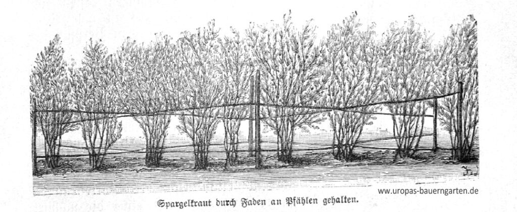 Das schwarz-weiß-Bild zeigt Spargelpflanzen, bei denen das grüne Kraut mit der Hilfe von Schnüren gestützt wird. Dies ist wichtig, damit es nicht umknickt.