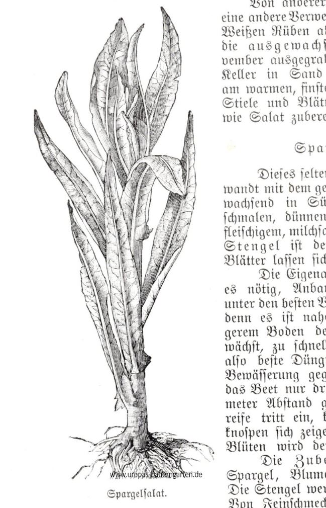 Die Abbilduing aus einem alten Gartenbuch aus dem Jahr 1907 zeigt eine Pflanze vom Spargelsalat (lat. Lactuca sativa var. angustana).