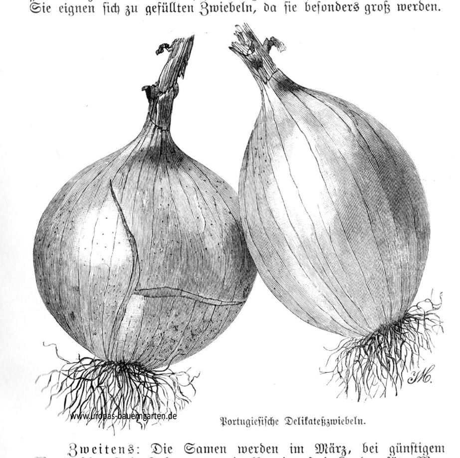 Zwei Zwiebeln der alten Zwiebelsorte: "Portugiesische Delikateßzwiebeln". Der nebenstehende Text und das Bild entstammen aus zwei alten Gartenbüchern von 1899 bzw. 1907.